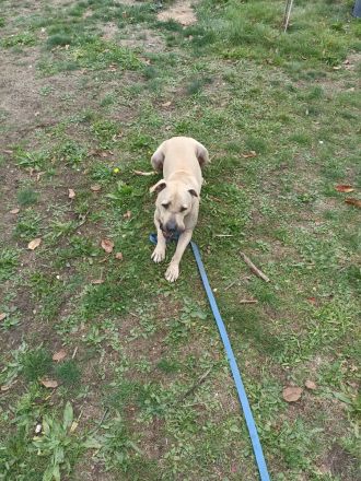 American Bulldog Mix Eddie
