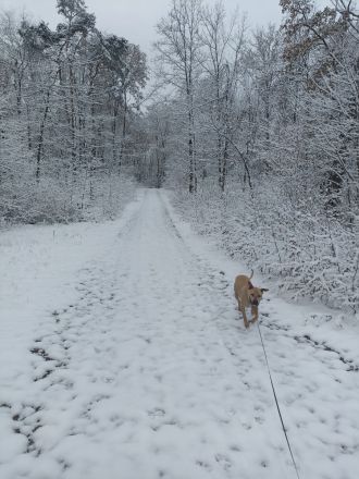 American Bulldog Mix Eddie
