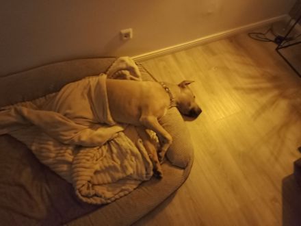 American Bulldog Mix Eddie