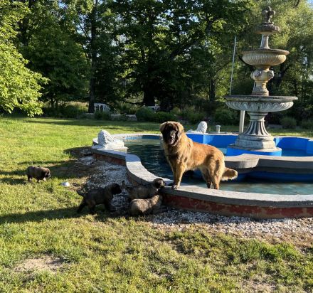 Leonberger Welpen 1A Verpaarung Löwengelb + Schwarzer Maske Leonberger vom Schloss Warlitz DRV