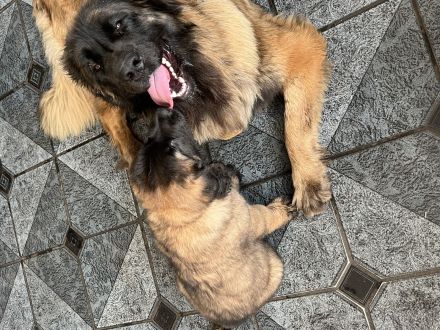 Leonberger Welpen 1A Verpaarung Löwengelb + Schwarzer Maske Leonberger vom Schloss Warlitz DRV
