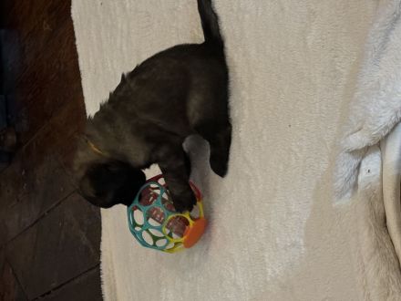 Leonberger Welpen 1A Verpaarung Löwengelb + Schwarzer Maske Leonberger vom Schloss Warlitz DRV