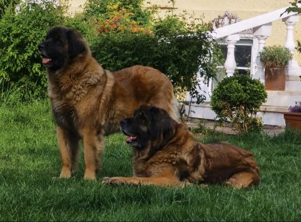 Leonberger Welpen 1A Verpaarung Löwengelb + Schwarzer Maske Leonberger vom Schloss Warlitz DRV