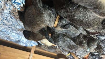 Leonberger Welpen 1A Verpaarung Löwengelb + Schwarzer Maske Leonberger vom Schloss Warlitz DRV