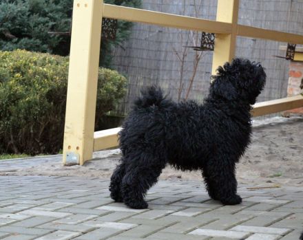 Puli boy with FCI pedigree for sale