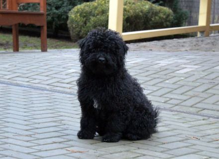 Puli boy with FCI pedigree for sale