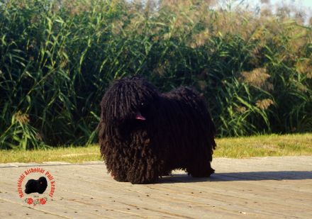 Puli boy with FCI pedigree for sale