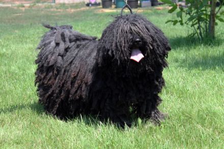 Puli boy with FCI pedigree for sale