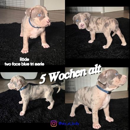 American Bullx XL Welpen