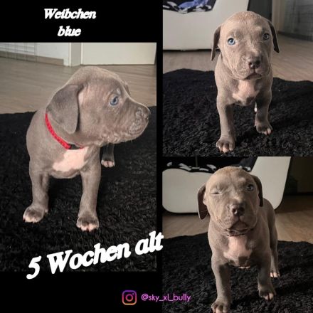 American Bullx XL Welpen