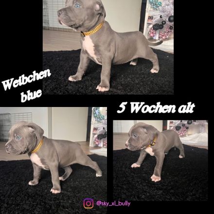 American Bullx XL Welpen