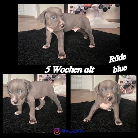 American Bullx XL Welpen