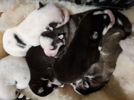 Minihusky Pomsky der alltagstaugliche Husky in kleiner