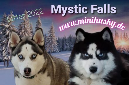 Minihusky Pomsky der alltagstaugliche Husky in kleiner