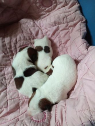 Flash sucht ein neues, liebevolles Zuhause