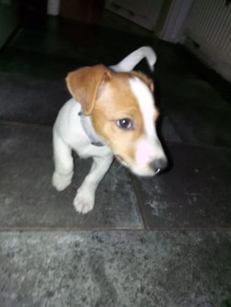 Flash sucht ein neues, liebevolles Zuhause