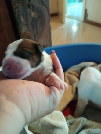 Flash sucht ein neues, liebevolles Zuhause