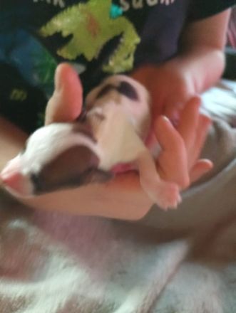 Flash sucht ein neues, liebevolles Zuhause