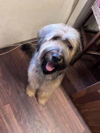 10 Monate alte Briard Hündin fauve mit Ahnentafel