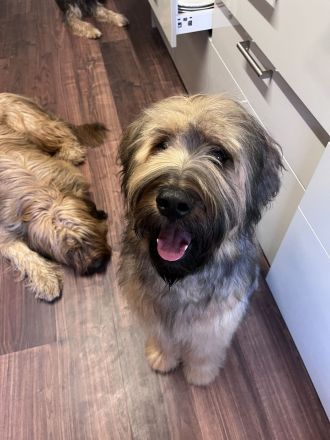 10 Monate alte Briard Hündin fauve mit Ahnentafel