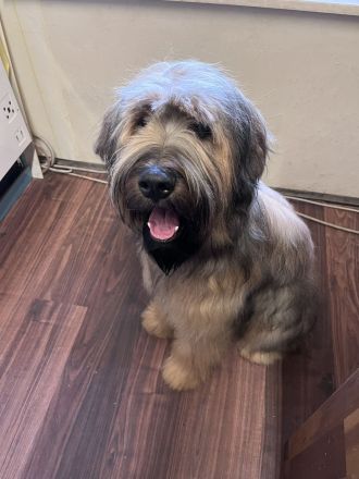 10 Monate alte Briard Hündin fauve mit Ahnentafel