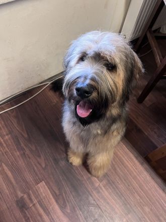 10 Monate alte Briard Hündin fauve mit Ahnentafel