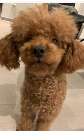 Zwergpudel Deckrüde rot-braun