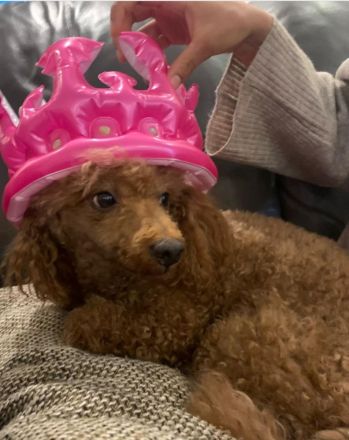 Zwergpudel Deckrüde rot-braun