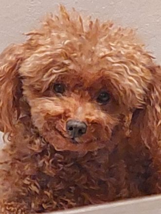 Zwergpudel Deckrüde rot-braun