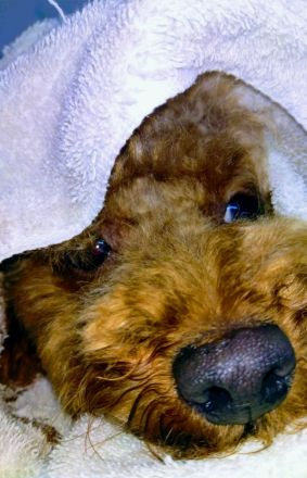 Zwergpudel Deckrüde rot-braun