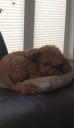 Zwergpudel Deckrüde rot-braun