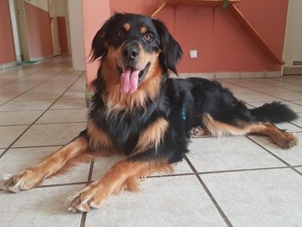 Marlowe, Hovawart, geb. 2017, su. erfahrene Besitzer