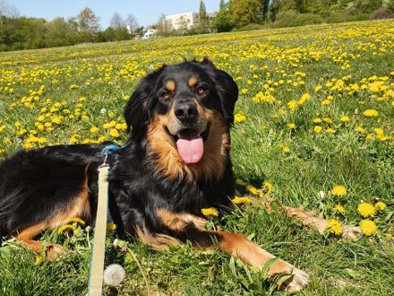 Marlowe, Hovawart, geb. 2017, su. erfahrene Besitzer