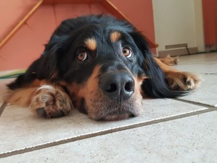 Marlowe, Hovawart, geb. 2017, su. erfahrene Besitzer