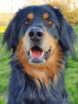 Marlowe, Hovawart, geb. 2017, su. erfahrene Besitzer