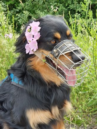 Marlowe, Hovawart, geb. 2017, su. erfahrene Besitzer