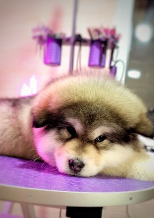 Alaskan malamute puppy with all documents FCI