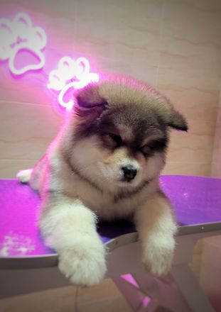 Alaskan malamute puppy with all documents FCI