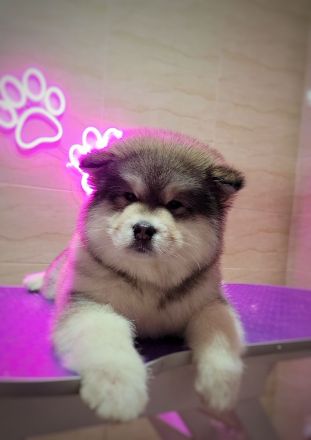 Alaskan malamute puppy with all documents FCI