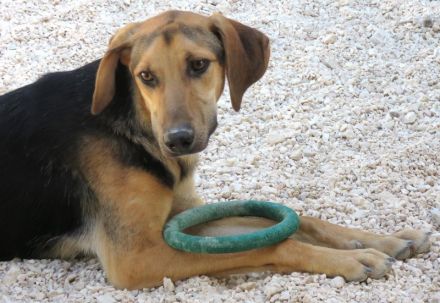 Rasko (Russo, Raudi und ihre 3 Schwestern Romy, Raja und Rika)