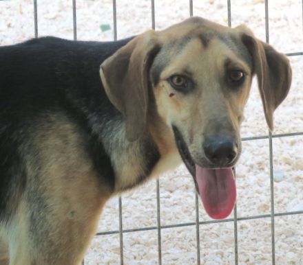 Rasko (Russo, Raudi und ihre 3 Schwestern Romy, Raja und Rika)