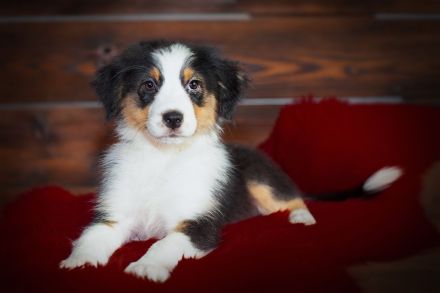 Australian Shepherd Welpen suchen IHR Zuhause