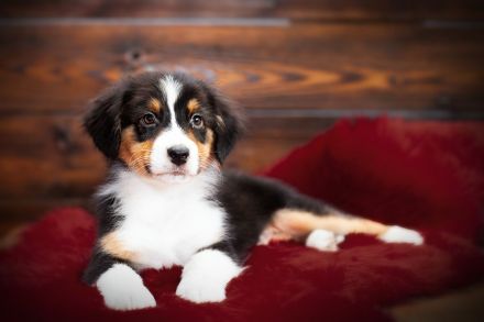 Australian Shepherd Welpen suchen IHR Zuhause