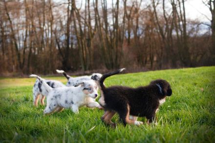 Australian Shepherd Welpen suchen IHR Zuhause