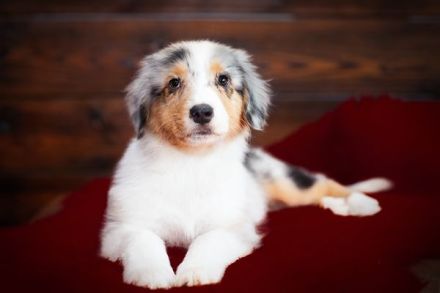 Australian Shepherd Welpen suchen IHR Zuhause