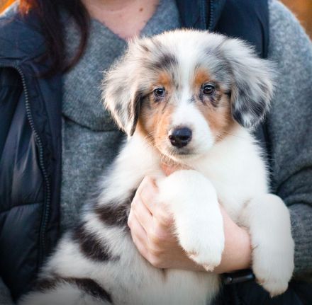 Australian Shepherd Welpen suchen IHR Zuhause