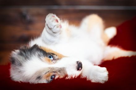 Australian Shepherd Welpen suchen IHR Zuhause