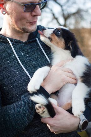 Australian Shepherd Welpen suchen IHR Zuhause
