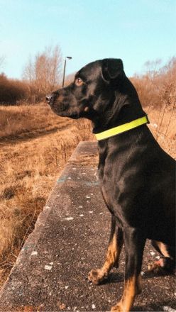 Labrador/Dobermann Mischling