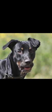 Labrador/Dobermann Mischling
